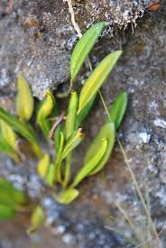 Image result for Elaphoglossum acrostichoides
