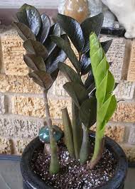 Zz plant description and characteristics: Sale Zz Plant Zamioculcas Zamiifolia Succulent Aroid Rare Houseplant Indoor Air Purifier Plants Cool Plants Succulents