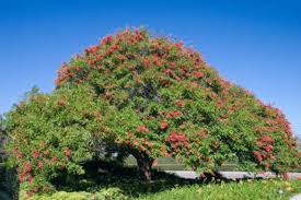 Image result for Erythrina crista-galli
