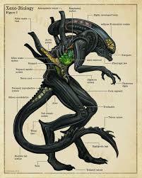 Xenomorph Anatomy Poster Alien Inspired Scientific Wall Art Print Biology In 2021 Aliens Movie Art Xenomorph Predator Alien Art