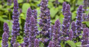 Check spelling or type a new query. Anise Hyssop Care Growing The Agastache Foeniculum