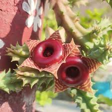 Image result for Huernia zebrina