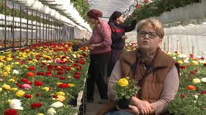 Daca am omis unele flori de. In GrÄƒdina Danei Florile De PrimÄƒvarÄƒ Tvr1 Youtube