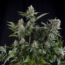 Buy cannabis seeds today from discreet seeds with confidence. Pyramid Seeds Cannabis Seeds Auto White Widow Hempoilshop