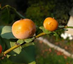 Image result for Diospyros
