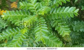 Image result for Phyllanthus beillei