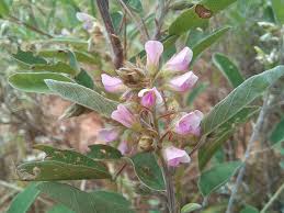 Image result for Grona barbata