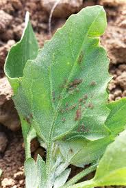 Rapsol Gegen Blattlause Naturliches Insektizid Fur Gemusepflanzen Pflanzen Tomaten Pflanzen Gartenarten