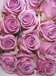 Aesthetic sfondi viola tumblr | sfondiko. Estetica Rosa Viola Carta Da Parati Rose Pastello 1900x2533 Wallpapertip
