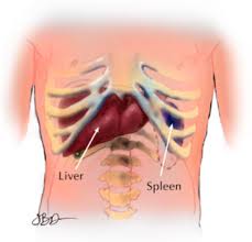 Crosswords are the best way to pass your free time and train your brain making it smarter and faster. What Is The Spleen Cll Society