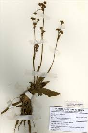 Image result for Cyanotis caespitosa