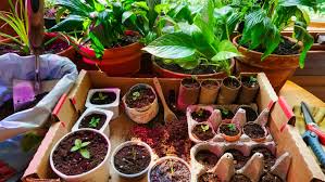 Check out our soil for plants selection for the very best in unique or custom, handmade pieces from our gardening & plants shops. 7 Diy Seed Pots From Common Household Items For Starting Seeds Indoors