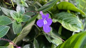 Image result for Streptocarpus glandulosissimus