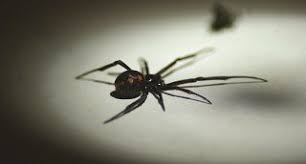 Five Spiders You Might Meet In Houston Holders Pest Solutions