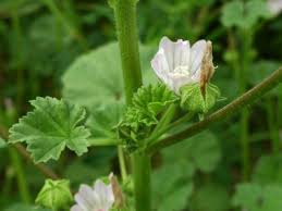 For your dew is as the dew of mallows, and the earth itself will let even those impotent in death drop in birth. क्योंकि तेरी ओस ज्योति से उत्पन्न होती है, और पृथ्वी. Mallow Pictures Flowers Leaves Identification Malva Neglecta