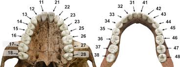 Dentition An Overview Sciencedirect Topics