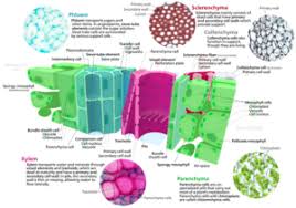 Permanent Tissues Simple Complex Permanent Tissue With