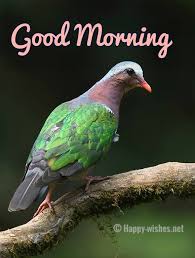 Good Morning Wishes With Green Bird Images Good Morning Wishes Bird Pictures Good Morning