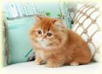Persian Cat Names – 150+ Unique And Gorgeous Names With ...