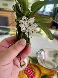 Image result for Rhipidoglossum