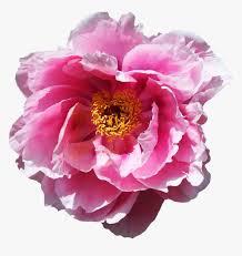 We regularly add new gif animations about and. Rose Flower Png Image Animated Gif Bluten Gif Transparent Png Transparent Png Image Pngitem