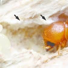 Pulling off a portion of infested bark may reveal a winding pattern of beetle galleries. Pdf New Fungus Insect Symbiosis Culturing Molecular And Histological Methods Determine Saprophytic Polyporales Mutualists Of Ambrosiodmus Ambrosia Beetles