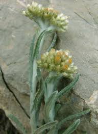 Image result for Pseudognaphalium luteo-album