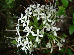 Image result for Pavetta sp. E