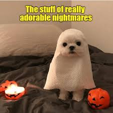 Too Spooky Can T Unsee Funny Animal Photos Cute Animals Cute Baby Animals