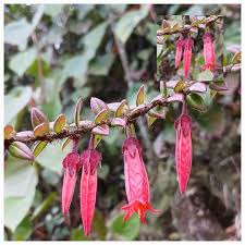 Image result for Meiostemon tetrandrus