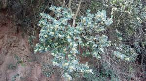 Image result for Maytenus undata