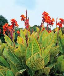 'charm' which has green and yellow leaves, 'calla lily' has green and white leaves. Daivish Canna Lily Plant Price In India Buy Daivish Canna Lily Plant Online At Flipkart Com