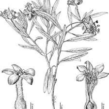 Image result for Gnidia chrysantha