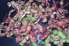 Image result for Pithecellobium dulce