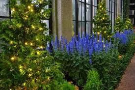 Image result for Coleus thyrsoideus