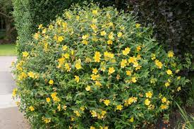 Flowers appear in summer and can be an inch wide. Hypericum X Hidcoteense Hidcote St John S Wort