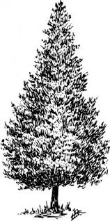 Some cedar trees, like the blue atlas, grow more than 100 feet. Free Cedar Tree Clipart In Ai Svg Eps Or Psd