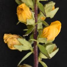 Image result for Harveya alectroides