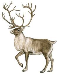 Caribou Or Reindeer Are Found In The Arctic Tundra And Boreal Forests Of Greenland Scandinavia Russia Alaska An Reindeer Drawing Deer Art Animals Artwork