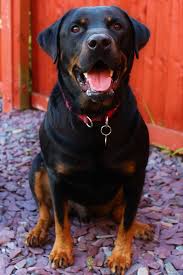 Although they are most often called a rotterman, they are also sometimes called a rottie dobie, doberweiler, doberott, rottie dobe, or a rottweiler doberman mix. What Is The Rottweiler Doberman Mix Labrottie Com