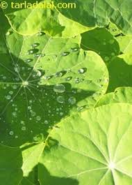 We did not find results for: Nasturtium Leaves Glossary Health Benefit Recipes With Nasturtium Leaves Tarladalal Com