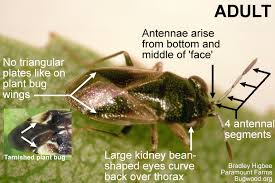 Image result for Canthium bugoyense