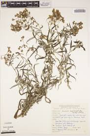 Image result for Pegolettia senegalensis