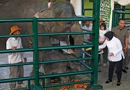 Kini berbagai perbaikan, penyempurnaan, dan penambahan fasilitas telah dilakukan oleh kebun binatang surabaya. Cucu Risma Beri Nama Dumbo Untuk Bayi Gajah Di Kebun Binatang Surabaya