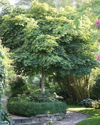 Kugelahorn Acerplatanoidesglobosum Acerplatanoides Gartengestaltung Gardening Kleinerbaum Gardeninspiration Gardendesign Mintradgard Havedesign