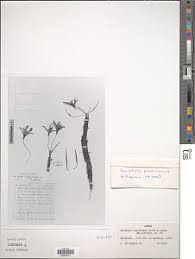 Image result for Xerophyta pauciramosa