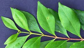 Image result for Olinia rochetiana