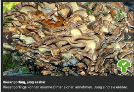 Riesensporling Essbare Pilze Pilze Speisepilze