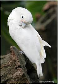 Like all members of the cacatuidae, goffin's cockatoo is crested, meaning it has a collection of feathers on its head that it can raise or lower. Goffin S Cockatoo World Parrot Trust
