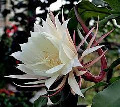 Pin On Flowers My Favorite Pics